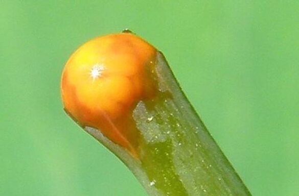 struteņu īpašības papilomu ārstēšanā